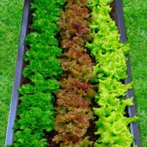 купить Грядка Контур Рент (800.1.1)