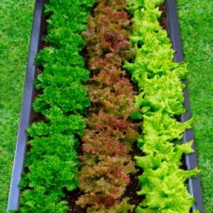 купить Грядка Контур Рент (800.1.2)